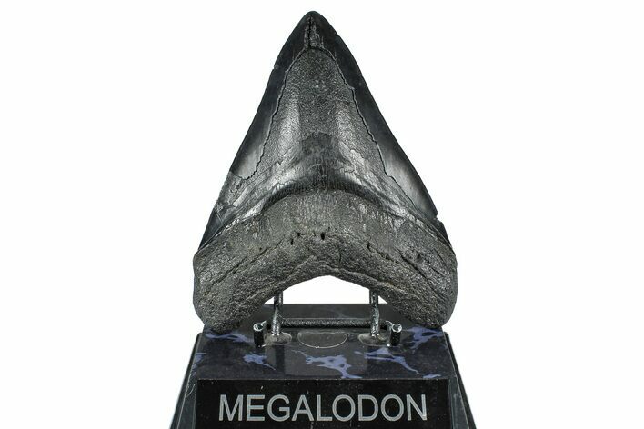 Bargain, Fossil Megalodon Tooth - South Carolina #371770